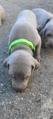 CHIOT 6 - collier vert fluo