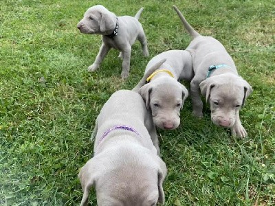 CHIOT 1 - collier bleu