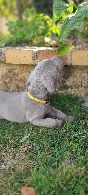 CHIOT 5 - collier jaune